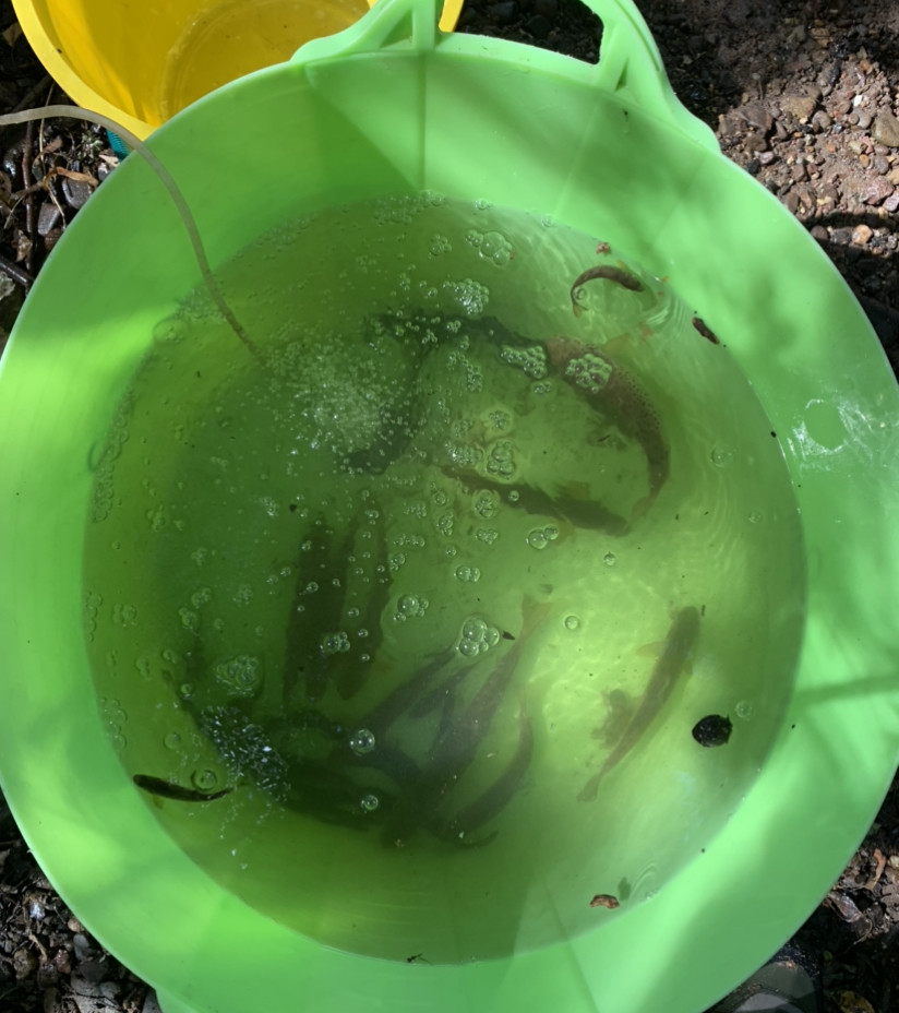 Sampled fish recovering - EA team, Bideford Brook